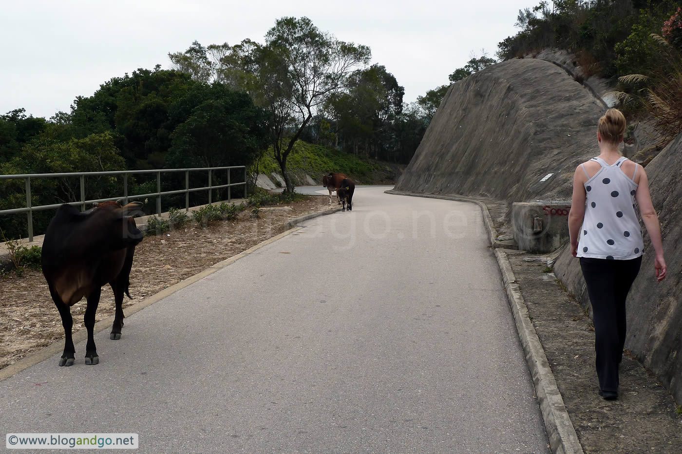 Maclehose Trail 1 - Wild Buffalo